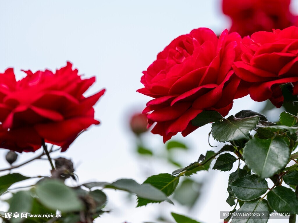 娇艳红玫瑰绽放