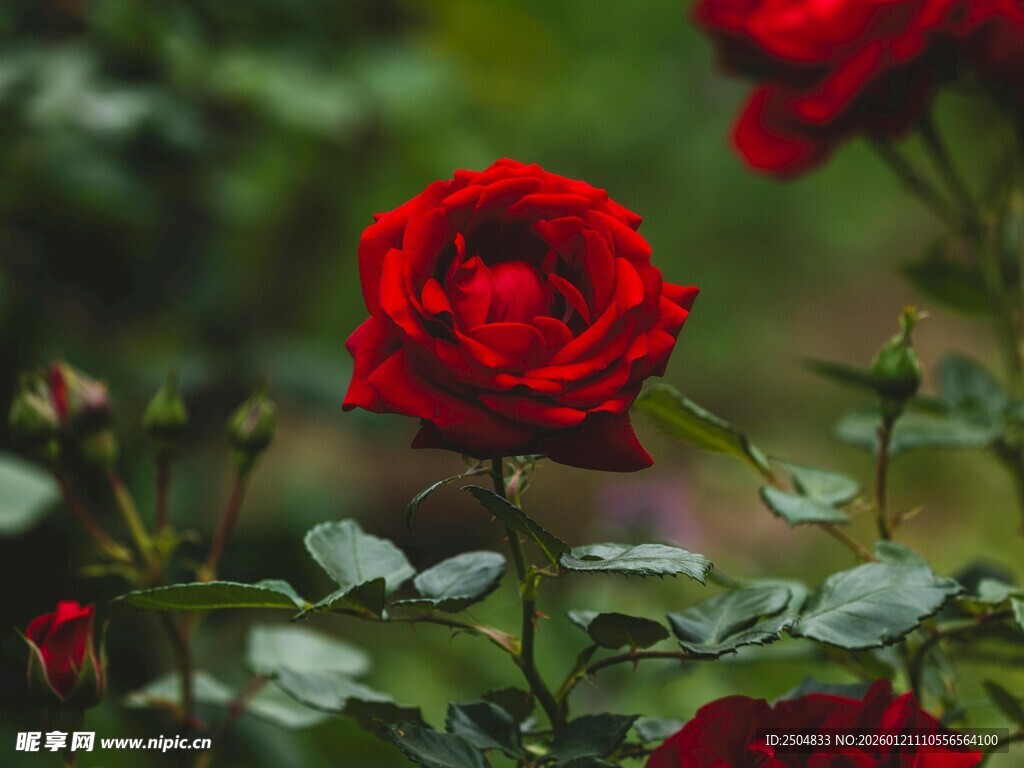 娇艳红玫瑰绽放于绿叶间