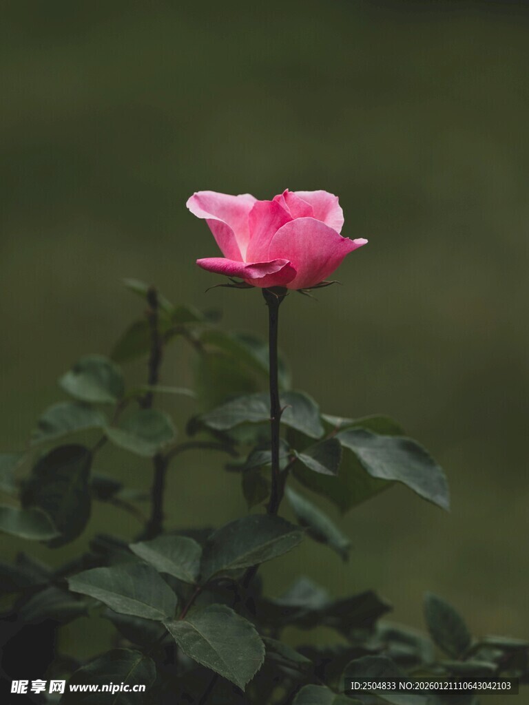 娇艳粉色玫瑰独自绽放
