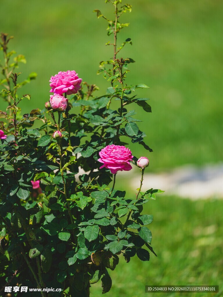 娇艳粉玫瑰绽放于绿丛