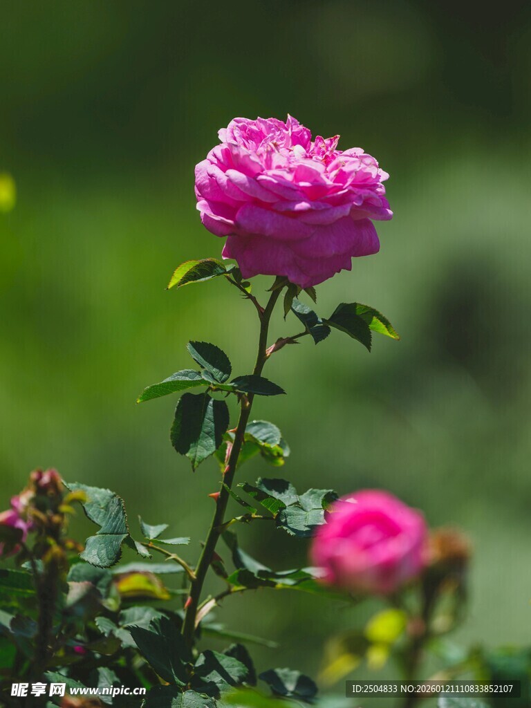 娇艳绽放的粉色月季花