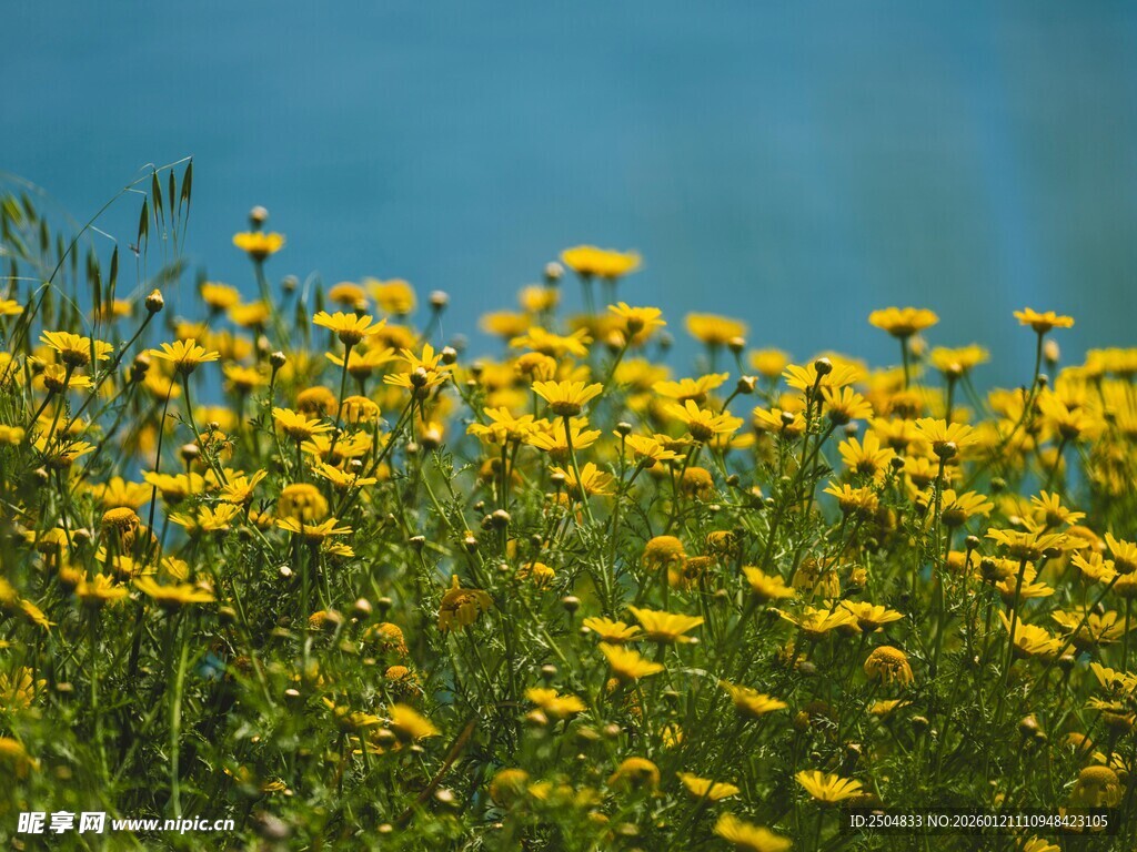 金黄野花绽放于蓝天之下