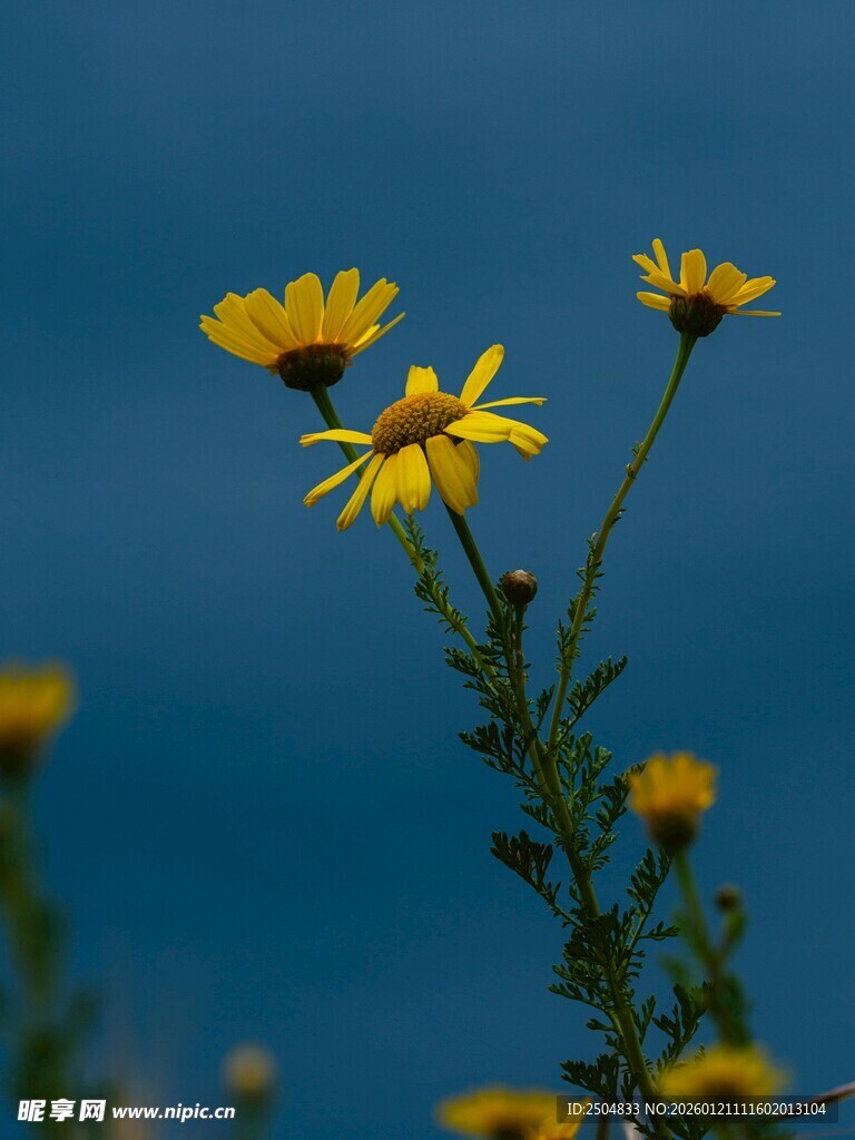 蓝天下的黄色小花