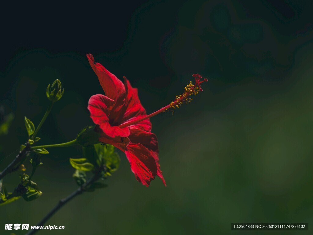 娇艳红扶桑花特写