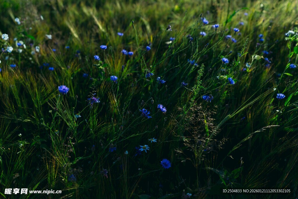 蓝花点缀的翠绿草地