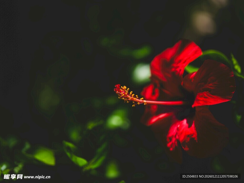 娇艳红扶桑花特写