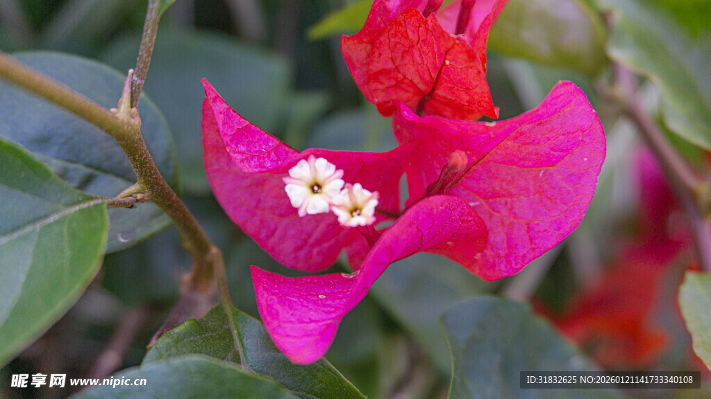 娇艳三角梅绽放