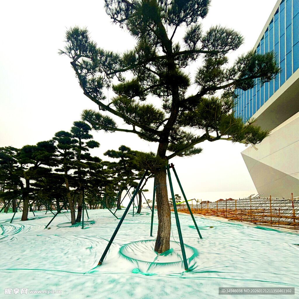户外景观中的造型松树