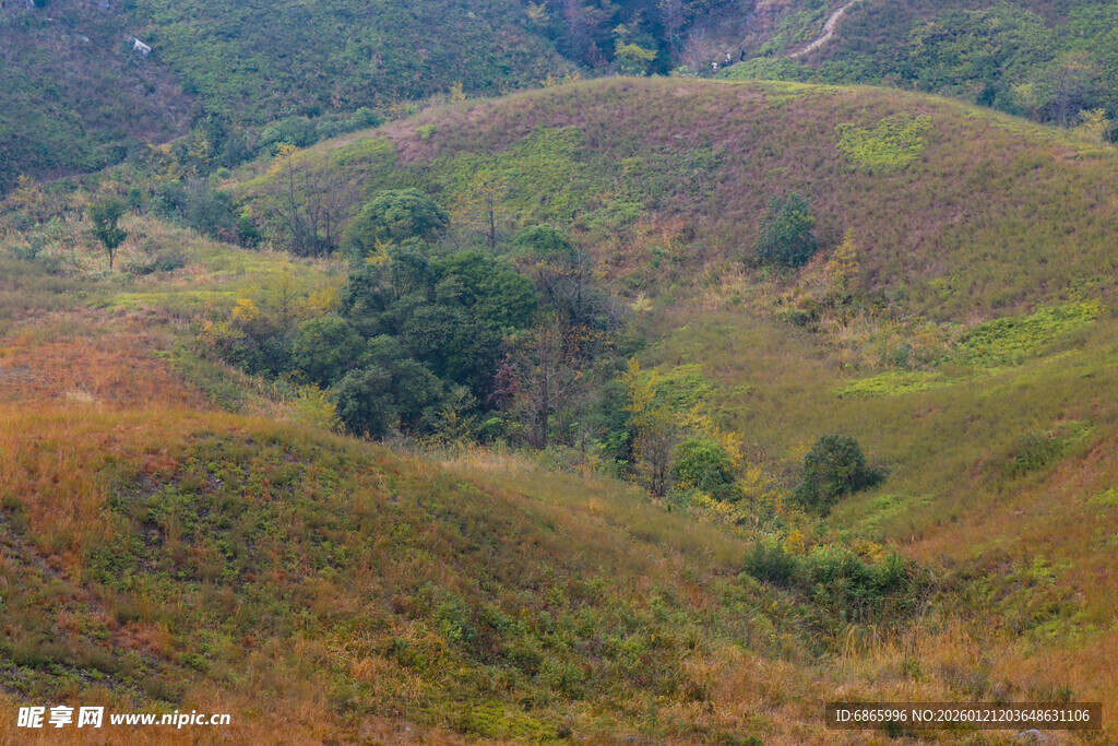 山间多彩植被景观