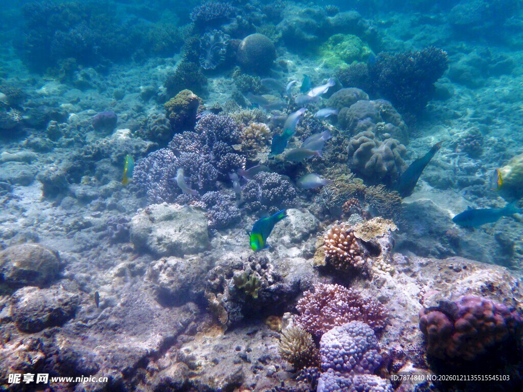 海底多彩珊瑚景观