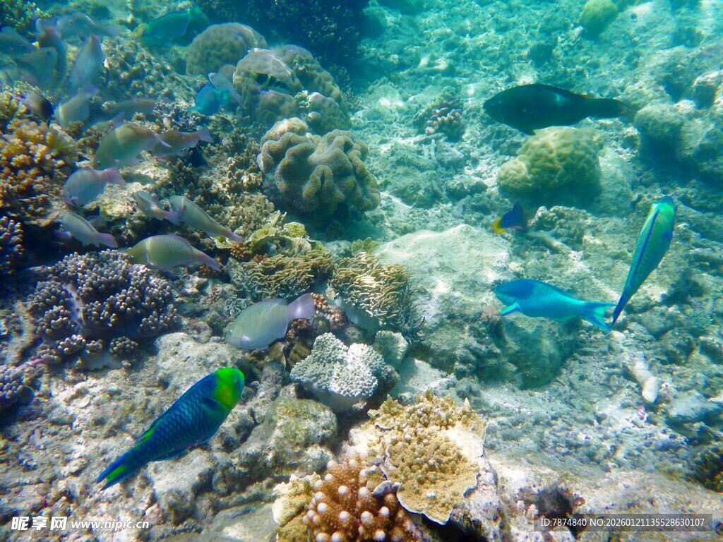 海底多彩鱼群与珊瑚景观