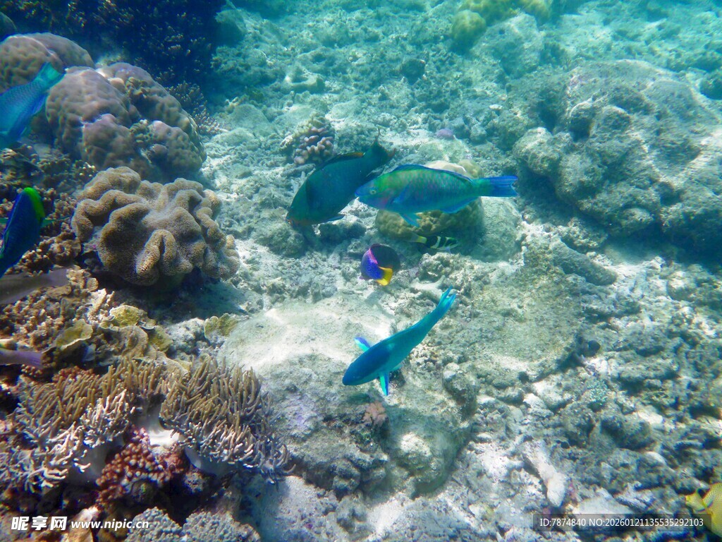 海底多彩鱼群与珊瑚景观