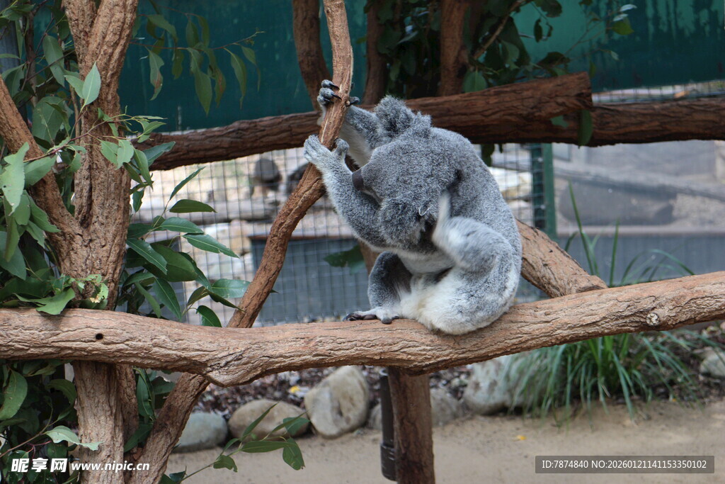 考拉栖息在木架上
