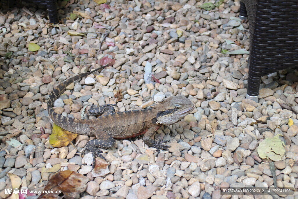 碎石地上的蜥蜴