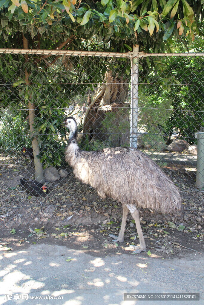 路边行走的鸵鸟