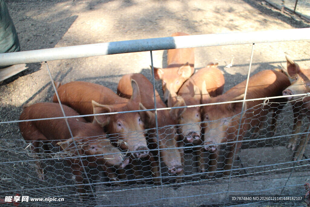 铁笼里的一群小猪