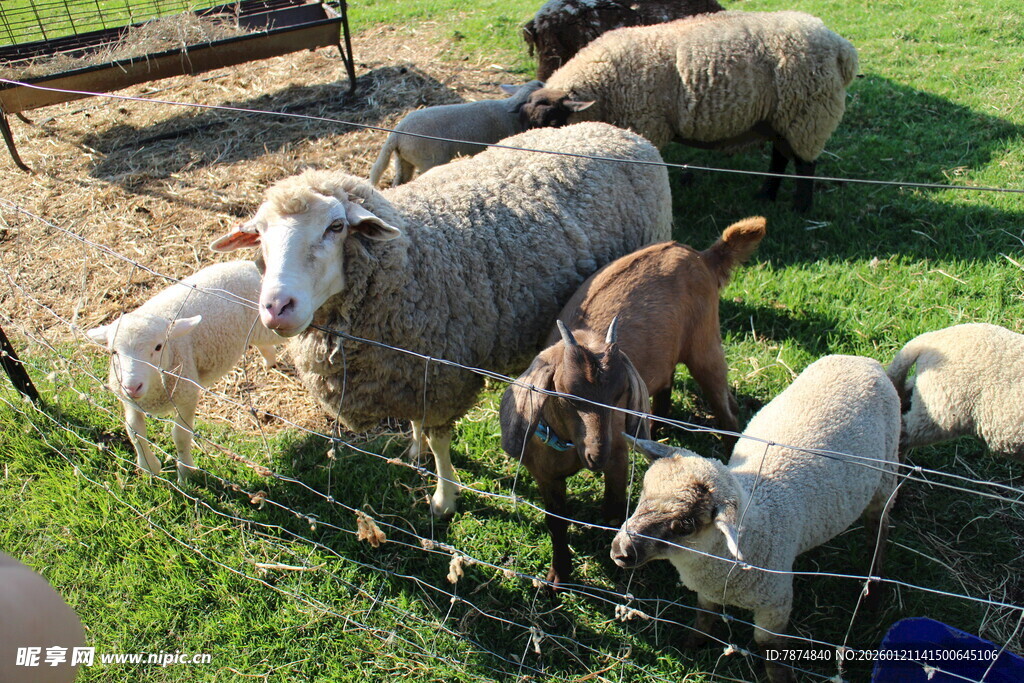 围栏边的羊群