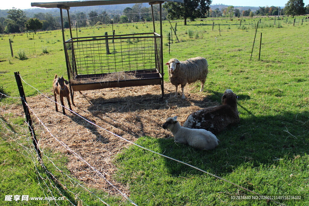 田园牧场景象中的悠闲羊群