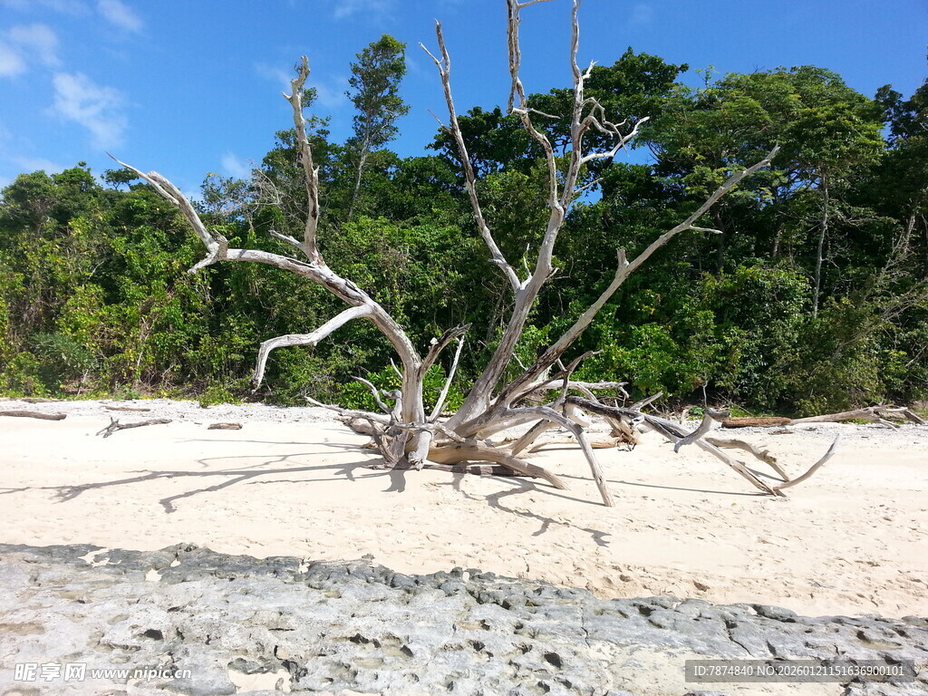 沙滩上的枯树与茂密丛林