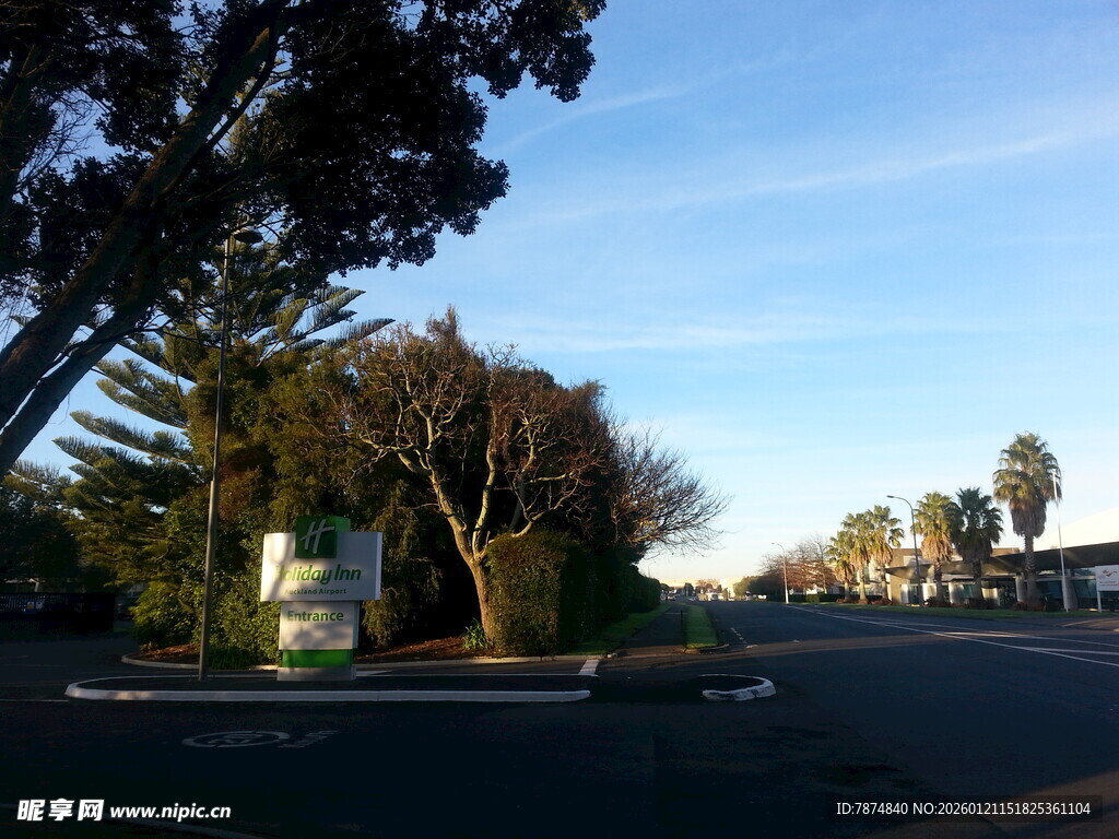 宁静街道旁的葱郁树木