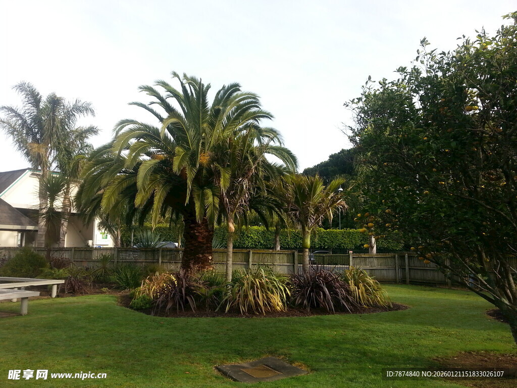 绿意盎然的花园景观