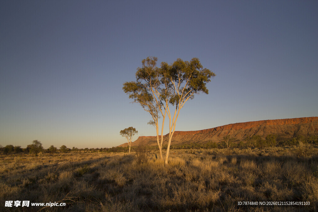 旷野孤树 日暮壮丽风光