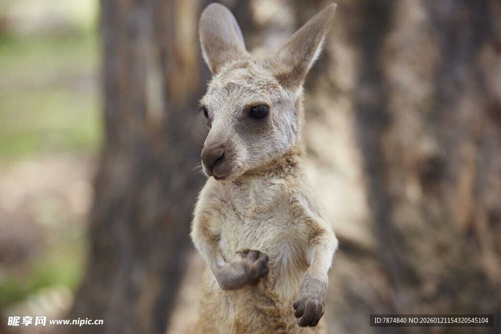 站立的小袋鼠