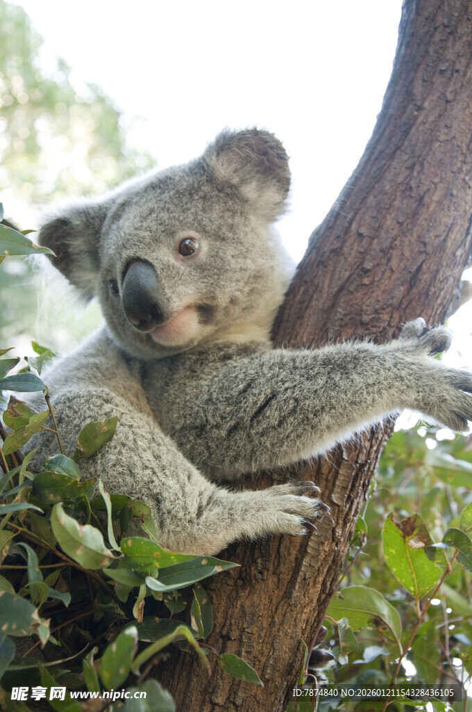 考拉惬意抱树休憩