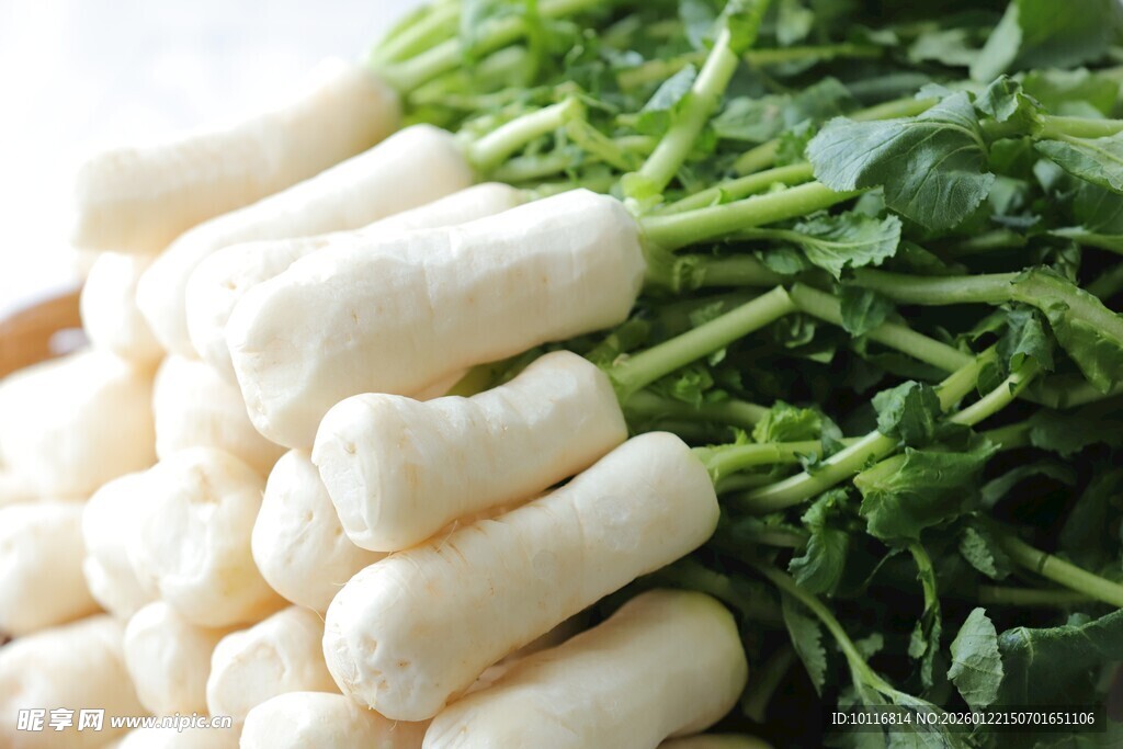 带叶白萝卜