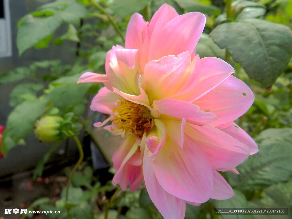 娇艳粉色大丽花绽放