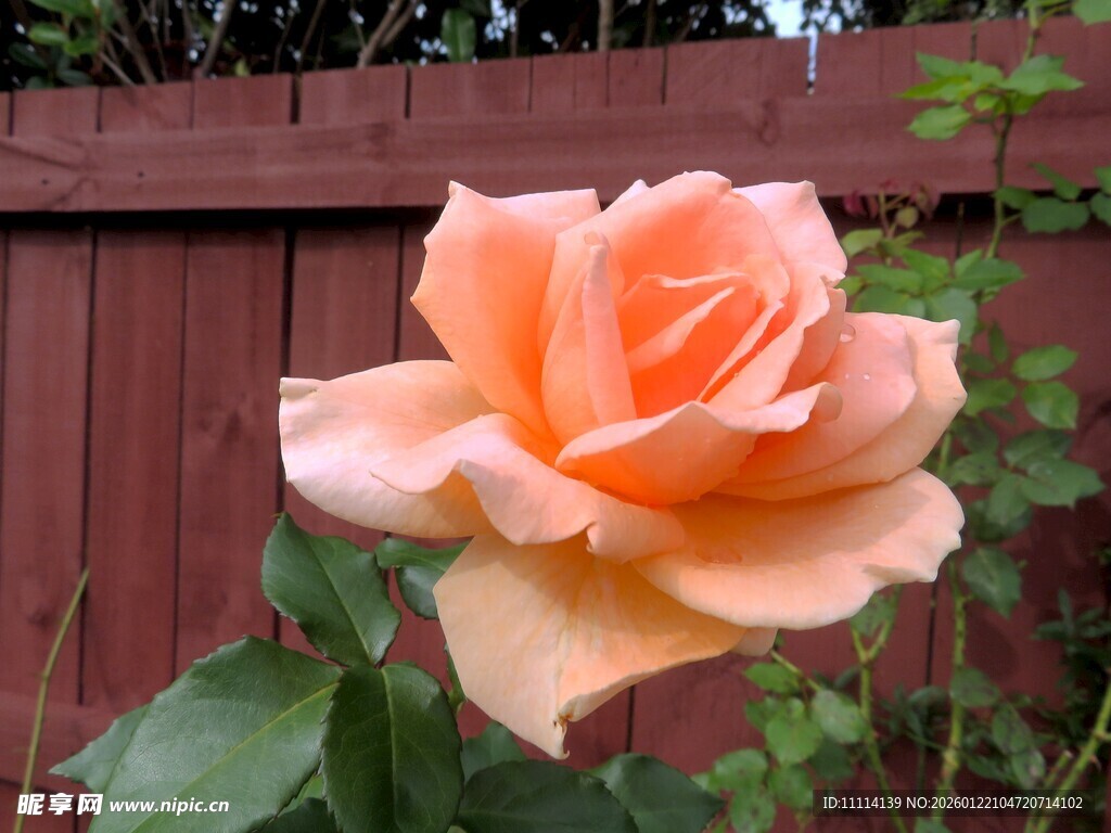 橙色娇艳玫瑰绽放