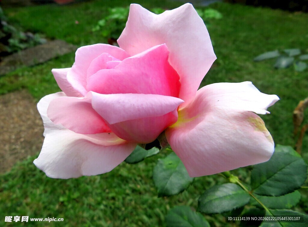 娇艳粉色玫瑰绽放