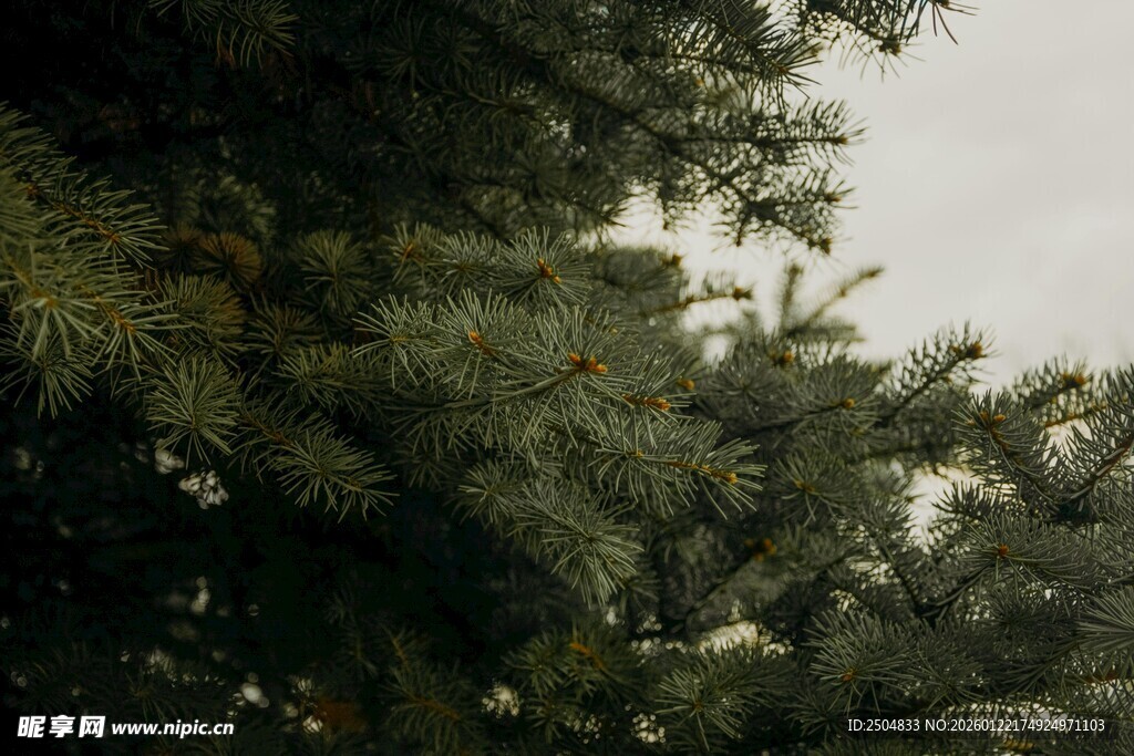 茂密枝叶间的天空一角