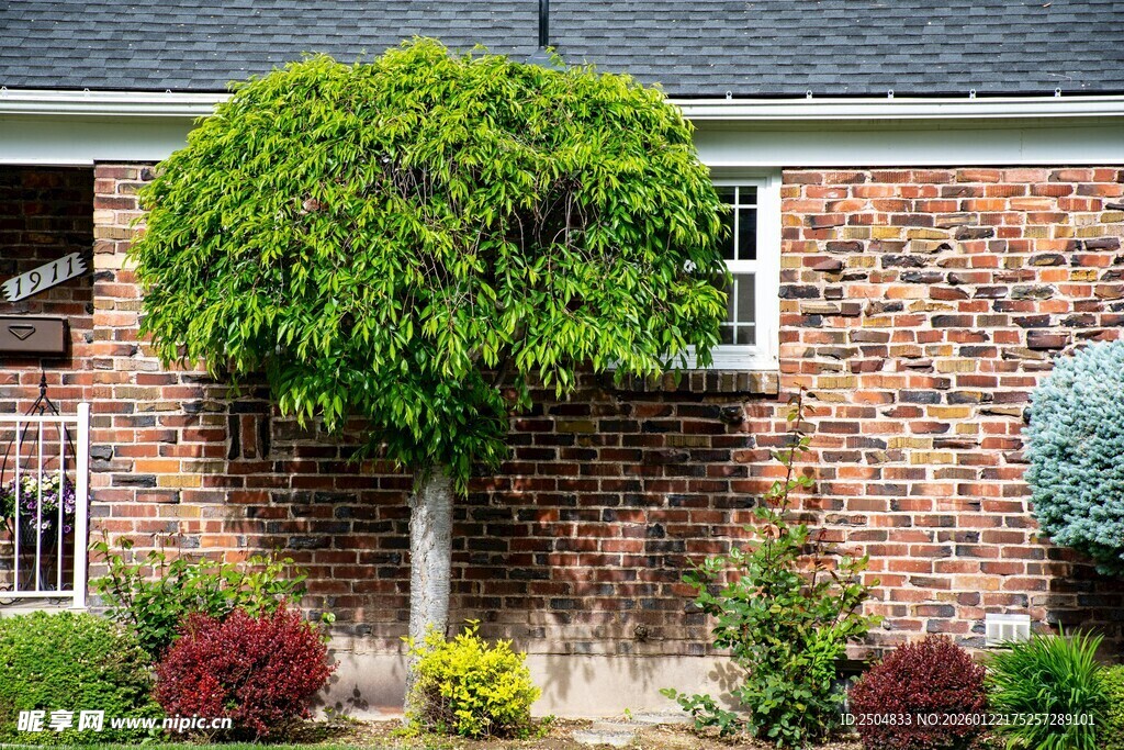 砖墙旁的多彩绿植景观