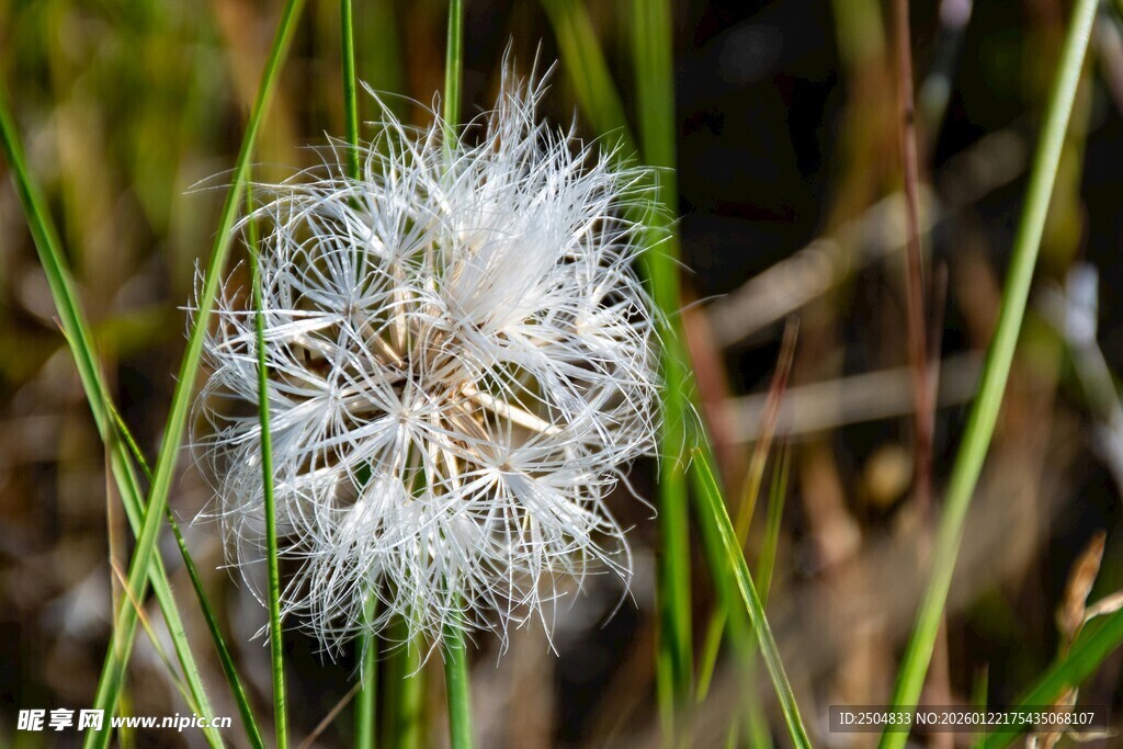 田野中的蓬松蒲公英