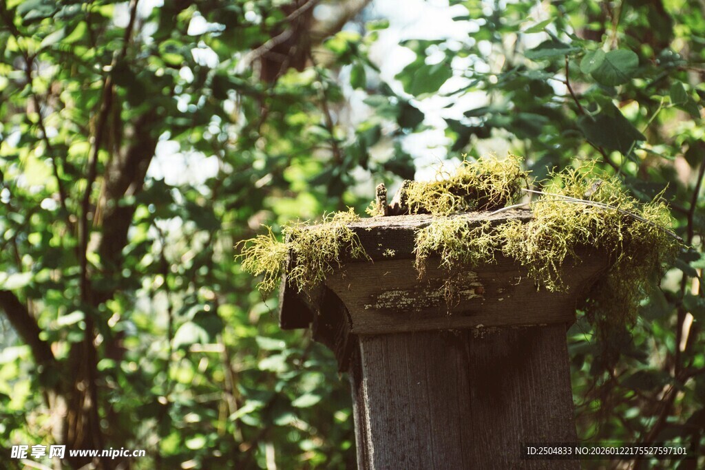 石柱顶的翠绿苔藓景观