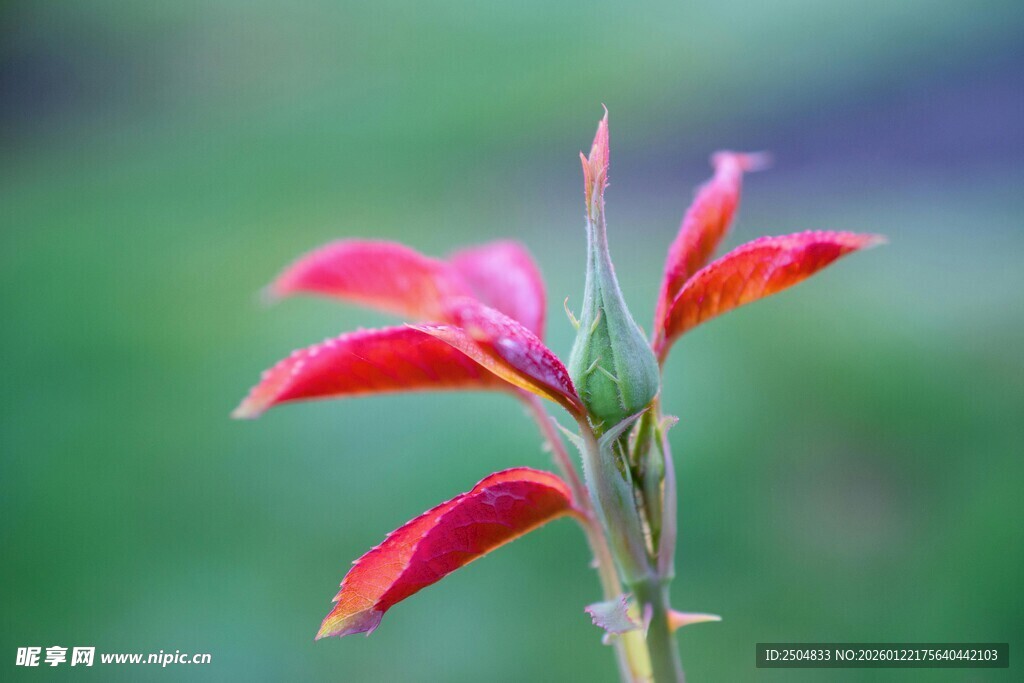 娇艳红嫩植物新叶