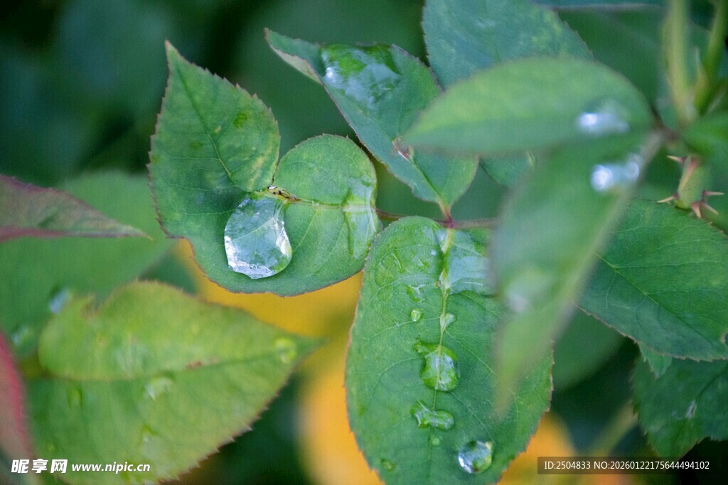 绿叶上晶莹的剔透水珠
