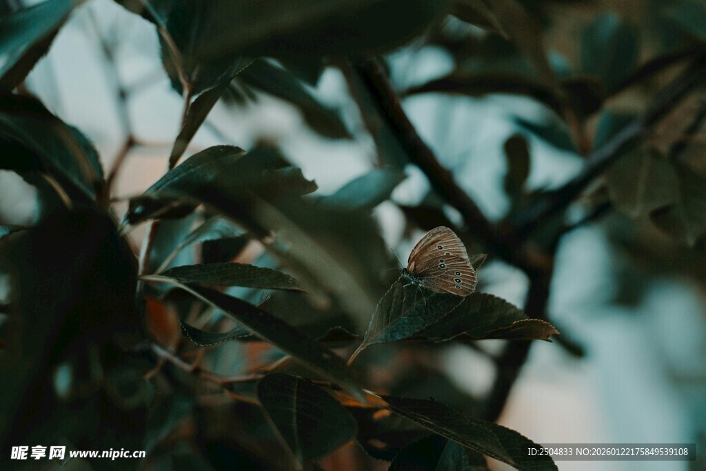 枝叶间的静谧景致