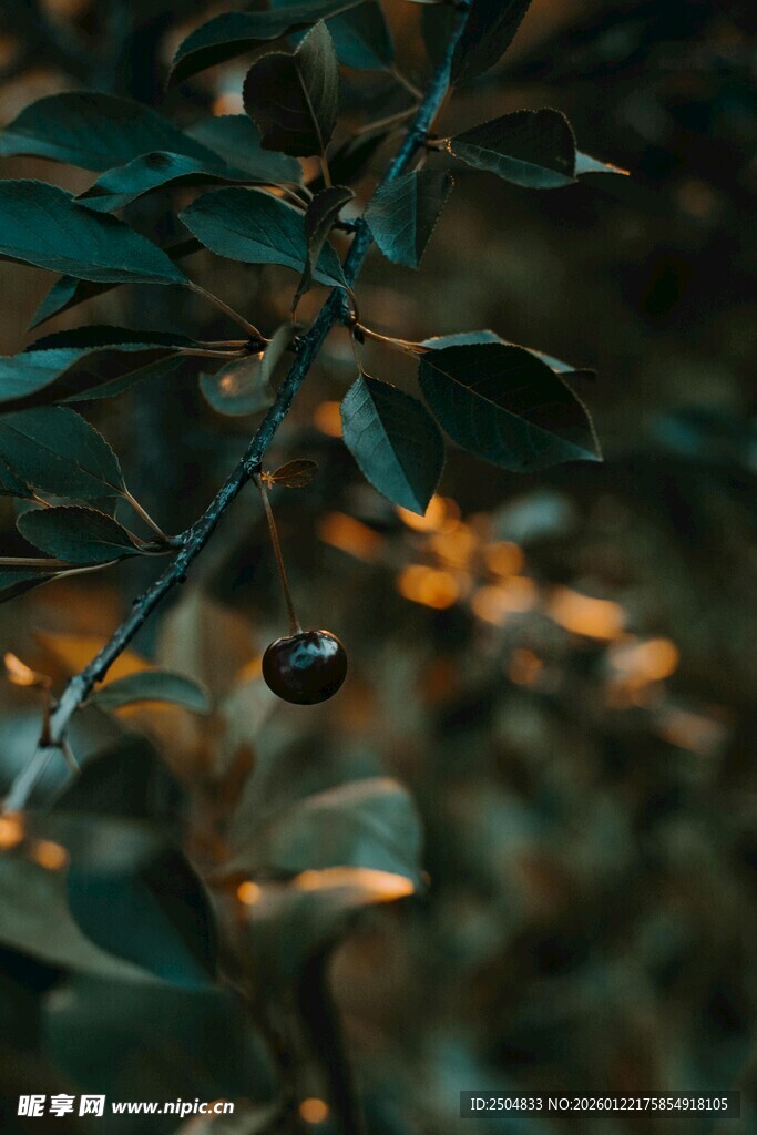 枝叶间的光影瞬间