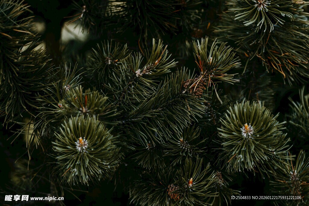 茂密松针特写