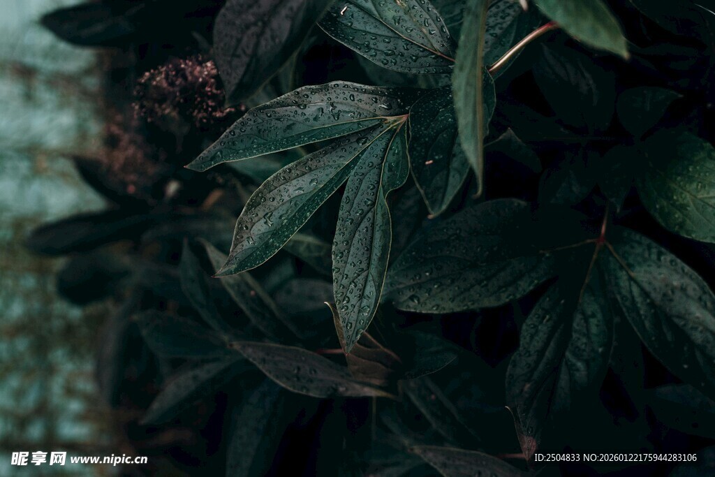 深绿繁茂植物叶片特写