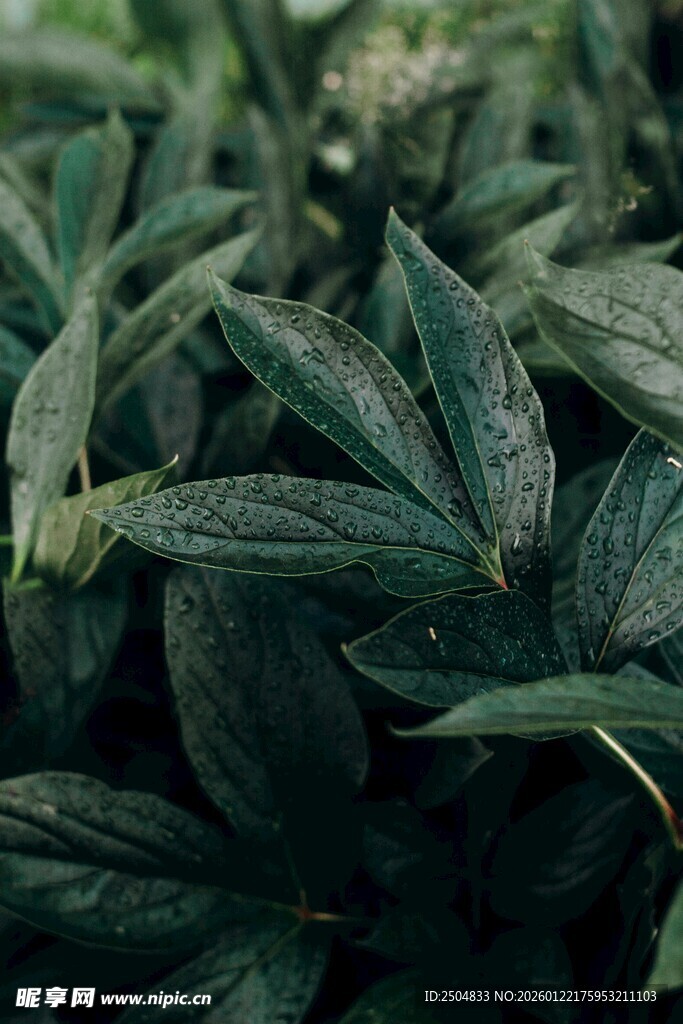 翠绿叶片植物特写