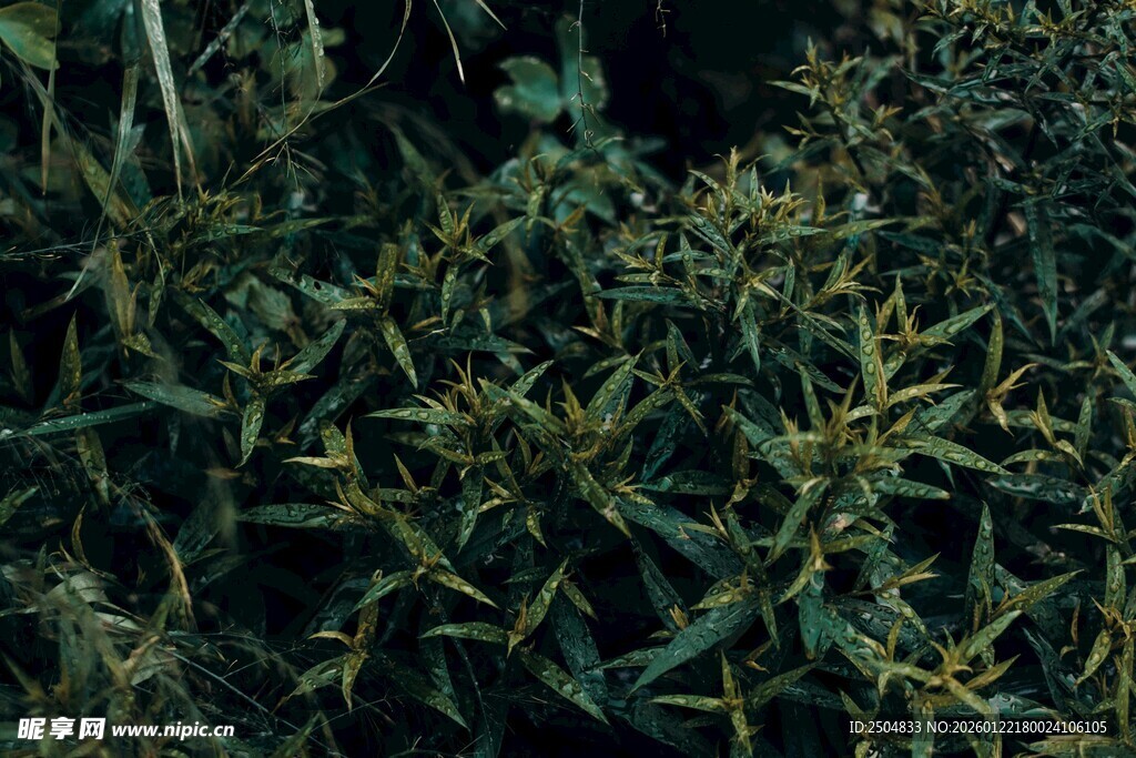茂密绿植特写
