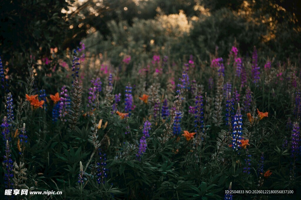 多彩野花绽放于自然间
