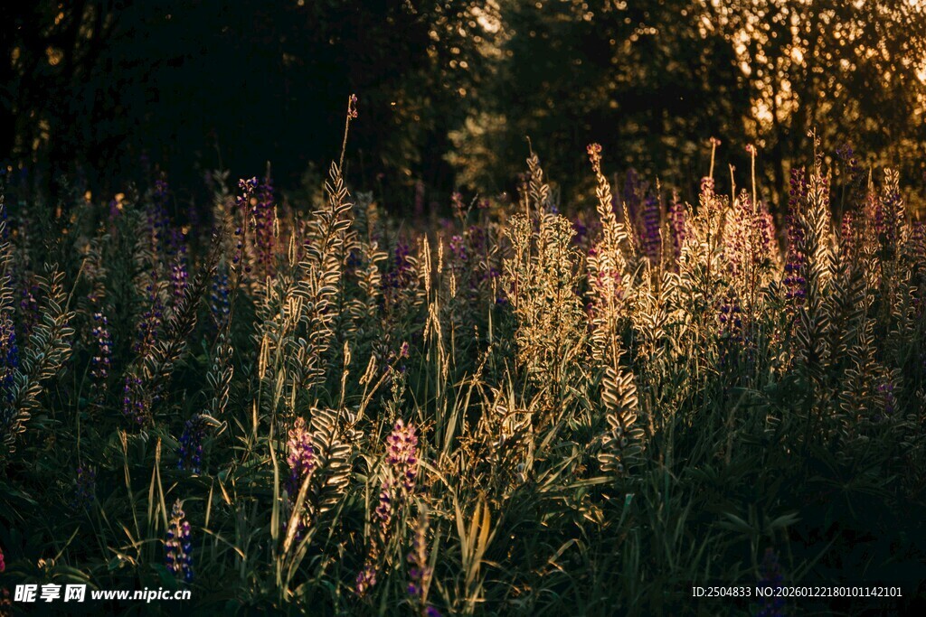 夕阳下的绚烂花草