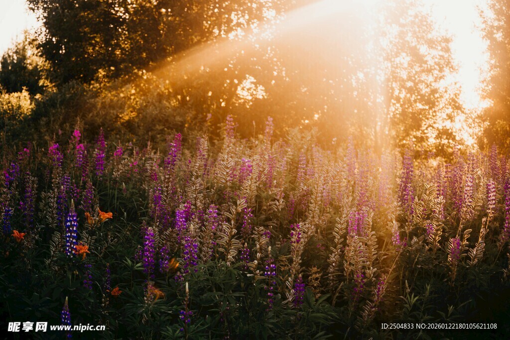 阳光洒落的绚烂花草世界