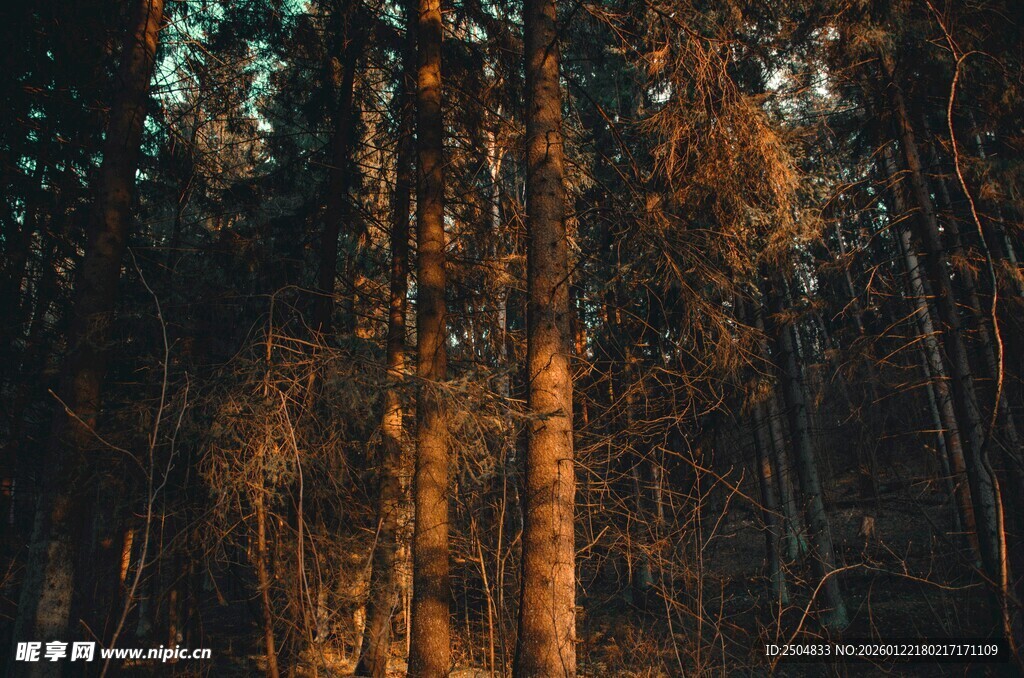 秋日森林光影美景