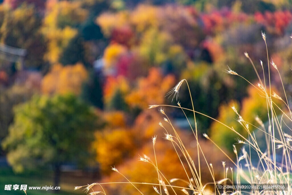 秋日斑斓景色中的野草