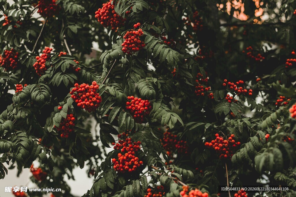 红果满枝的翠绿植物